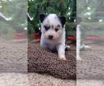Small Photo #3 Pomsky Puppy For Sale in CENTRALIA, MO, USA