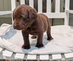 Small #1 Labrador Retriever