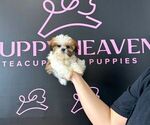 Small #17 Shih Tzu