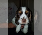 Small Photo #1 English Springer Spaniel Puppy For Sale in MAPLE PLAIN, MN, USA