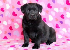 Labrottie Puppy for sale in MOUNT JOY, PA, USA