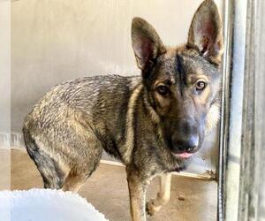 Mutt Dogs for adoption in San Bernardino, CA, USA