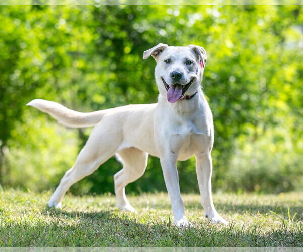 Medium Photo #4 Labrador Retriever-Unknown Mix Puppy For Sale in Farmington, MN, USA