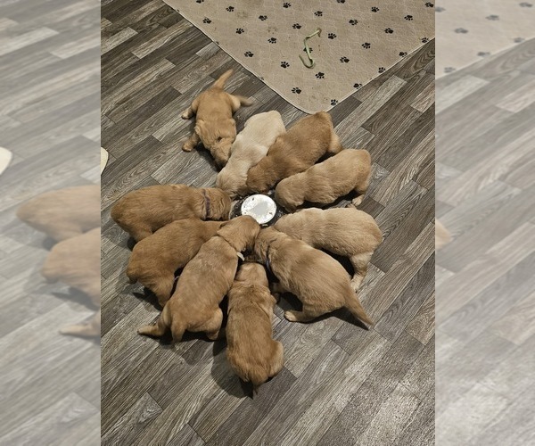Medium Photo #11 Golden Retriever Puppy For Sale in CUMMING, GA, USA