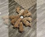 Small Photo #11 Golden Retriever Puppy For Sale in CUMMING, GA, USA