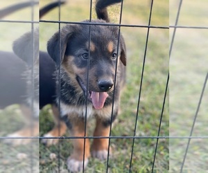 Medium Shepweiller