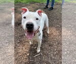 Small #2 American Pit Bull Terrier Mix