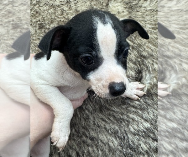 Medium Photo #9 Rat Terrier Puppy For Sale in WHITAKERS, NC, USA