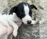 Small #8 Rat Terrier