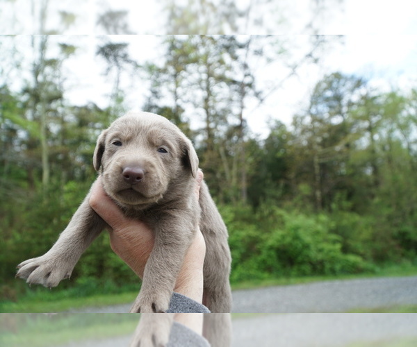 Medium Photo #6 Labrador Retriever Puppy For Sale in GREENEVILLE, TN, USA