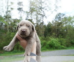 Small Photo #6 Labrador Retriever Puppy For Sale in GREENEVILLE, TN, USA
