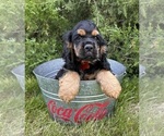 Small #3 Cocker Spaniel