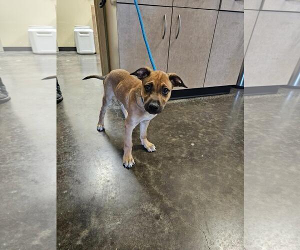 Medium Photo #2 Black Mouth Cur-Unknown Mix Puppy For Sale in Rockwall, TX, USA