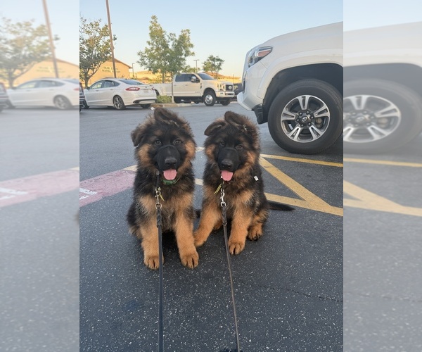 Medium Photo #7 German Shepherd Dog Puppy For Sale in WILDOMAR, CA, USA