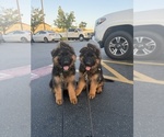 Female pups - Female German Shepherd Dog Puppy for Sale - Photo #7