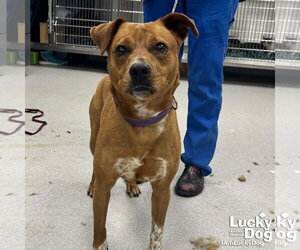 Labrador Retriever-Unknown Mix Dogs for adoption in Washington, DC, USA