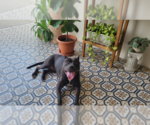 Small #1 Mutt