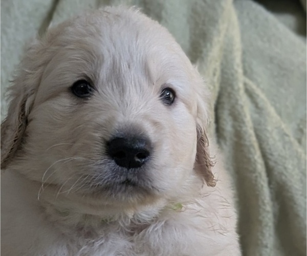 Medium Photo #8 Golden Retriever Puppy For Sale in MODESTO, CA, USA
