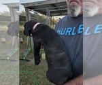 Small #1 Cane Corso