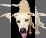 Small Labrador Retriever Mix