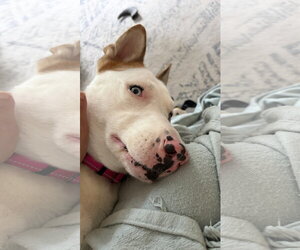 Rosalyn - Female Mutt Dog for Adoption - Photo #23