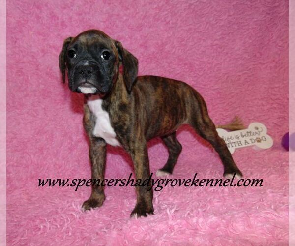 Medium Photo #3 Boxer Puppy For Sale in CABOOL, MO, USA