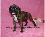 Small Photo #3 Boxer Puppy For Sale in CABOOL, MO, USA