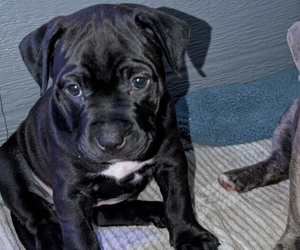 Medium Photo #2 American Pit Bull Terrier Puppy For Sale in SPTBG, SC, USA