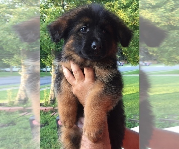 Medium Photo #1 German Shepherd Dog Puppy For Sale in GREENVILLE, MI, USA