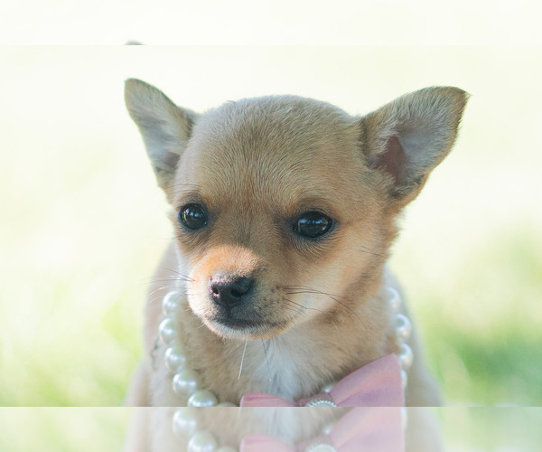 Medium Photo #49 Chihuahua Puppy For Sale in WARSAW, IN, USA