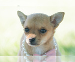 Small Photo #49 Chihuahua Puppy For Sale in WARSAW, IN, USA