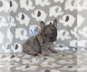 French Bulldog Puppy for sale in RIVERSIDE, CA, USA