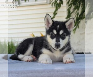 Alaskan Malamute Puppy for sale in GAP, PA, USA