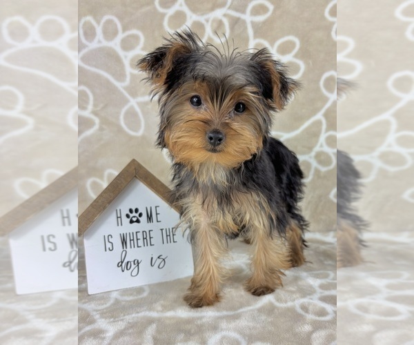 Medium Photo #1 Yorkshire Terrier Puppy For Sale in INDIANAPOLIS, IN, USA