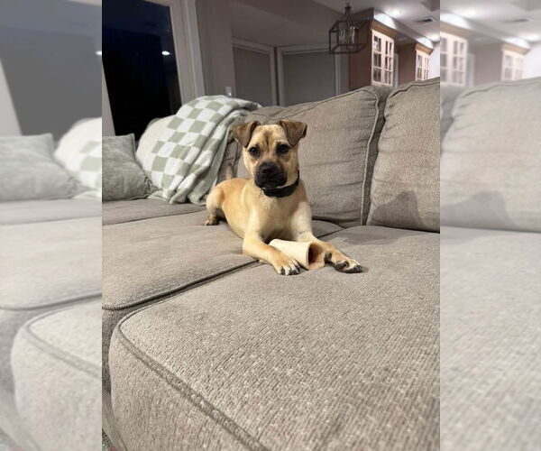 Medium Photo #2 Pug-Unknown Mix Puppy For Sale in Woodbury, NY, USA