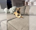 Small #1 Pug Mix