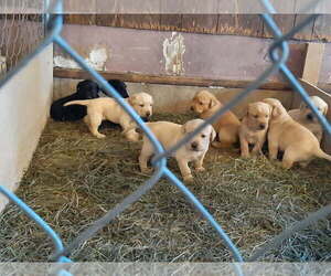 Labrador Retriever Puppy for sale in NEW GERMANY, MN, USA
