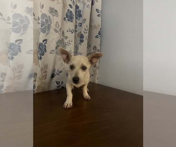 Medium Photo #14 Chihuahua Puppy For Sale in DURHAM, CT, USA