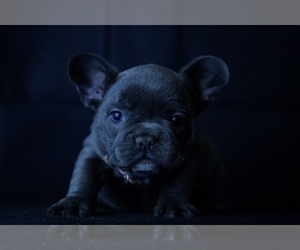 French Bulldog Puppy for sale in BROOKLYN, NY, USA