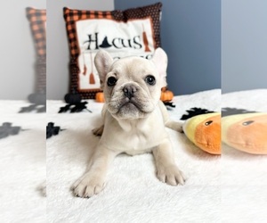 French Bulldog Puppy for sale in GREENWOOD, IN, USA