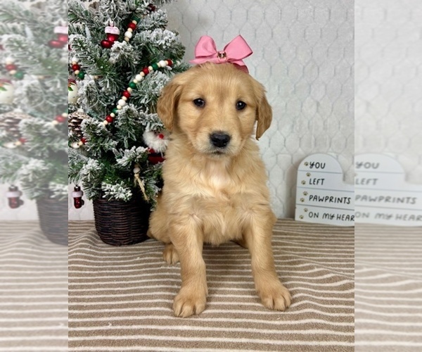 Medium Photo #2 Golden Retriever Puppy For Sale in GREENFIELD, IN, USA