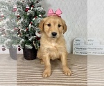Small #1 Golden Retriever