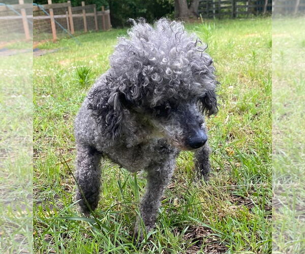 Medium Photo #5 Poodle (Toy) Puppy For Sale in Pacolet, SC, USA