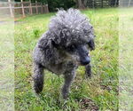 Small #4 Poodle (Toy)