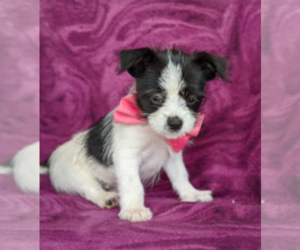 Pomerat-Shih Tzu Mix Puppy for sale in LEOLA, PA, USA