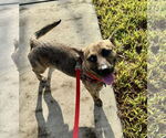 Small #1 Pembroke Welsh Corgi Mix