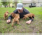 Small Photo #14 Vizsla Puppy For Sale in NEW YORK MILLS, MN, USA