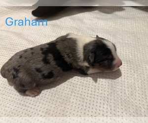 Father of the Australian Shepherd puppies born on 01/17/2025