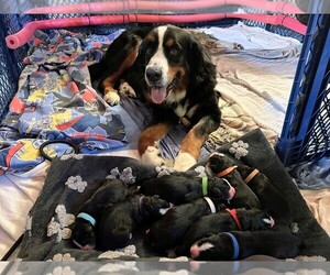Bordernese Litter for sale in LATROBE, PA, USA