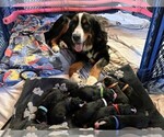 Small Photo #1 Bordernese Puppy For Sale in LATROBE, PA, USA